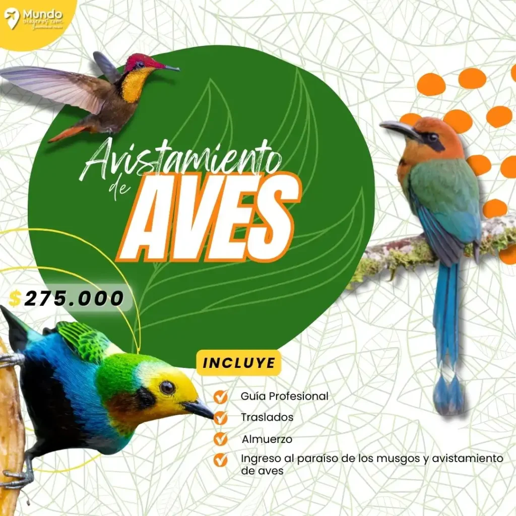 Avistamiento de aves en el valle