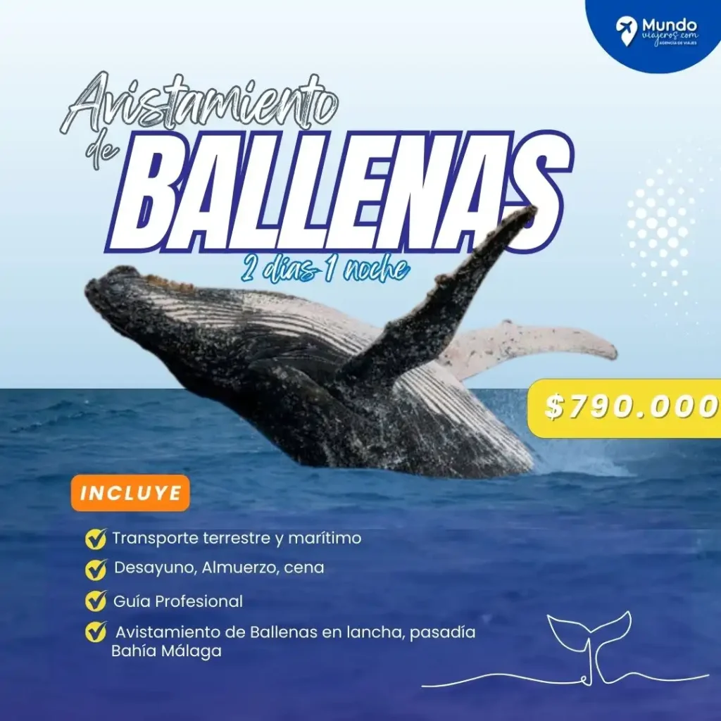 Avistamiento de ballenas